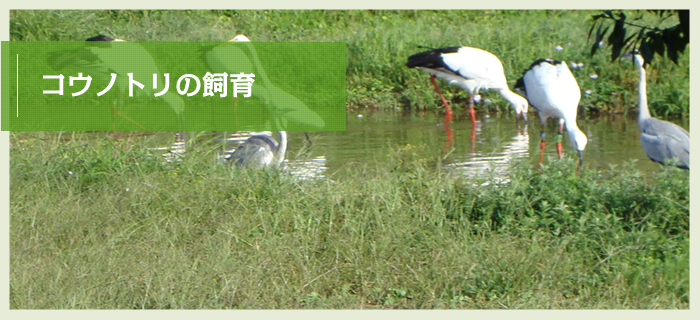 コウノトリの飼育